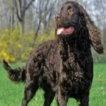 image of american_spaniel #17