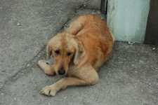 image of golden_retriever
