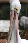 image of pelican