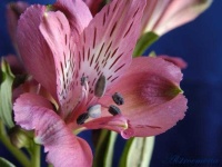 image of flower