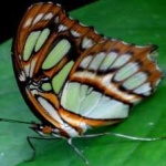 image of animal