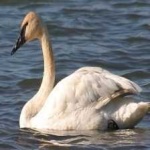 image of bird