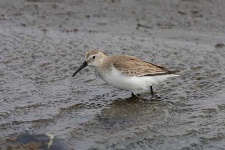 image of red_backed_sandpiper #30