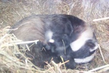 image of badger