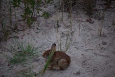 image of wood_rabbit
