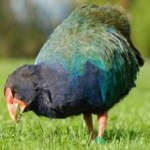 image of bird