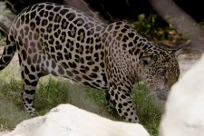 image of jaguar_car