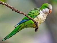 image of parakeet