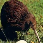image of bird_kiwi #102