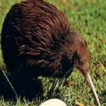 image of bird
