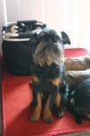 image of brabancon_griffon