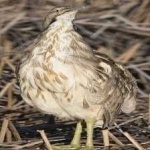 image of bird