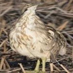 image of american_bittern #1