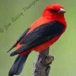 image of bird