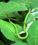 image of vine_snake #2