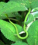 image of vine_snake