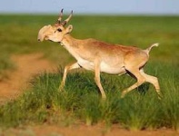 image of animal