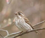 image of finch