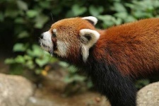 image of lesser_panda #9