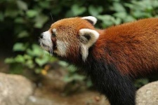 image of lesser_panda