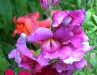 image of flower