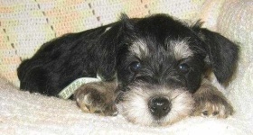 image of standard_schnauzer