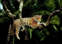 image of leopard