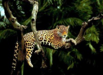 image of leopard #4