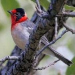 image of bird