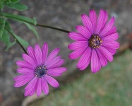 image of flower
