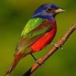 image of bird