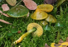 image of mushrooms