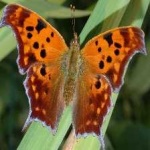 image of animal