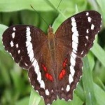 image of banded_butterfly #34