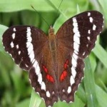 image of animal
