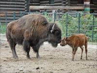image of animal