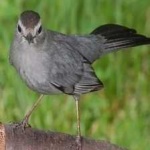 image of bird