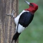 image of red_headed_woodpecker #1