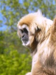 image of gibbon