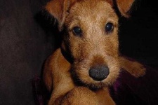 image of irish_terrier #5