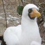 image of bird