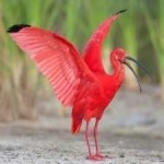image of bird