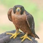 image of bird