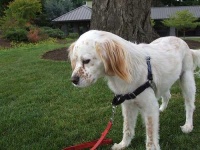 image of english_setter