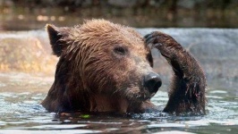 image of animal