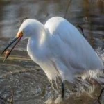 image of bird