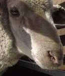 image of animal