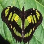 image of animal