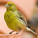 image of bird