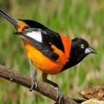 image of bird